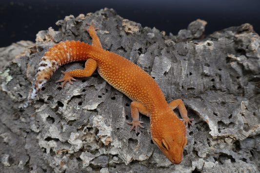 Female Red Dragon (Mandarin Inferno Super Hypo)