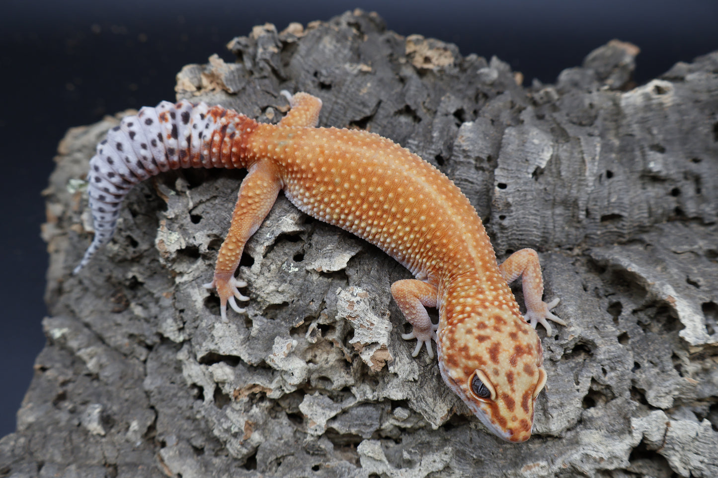 Female Mandarin Inferno 100% het Tremper Albino