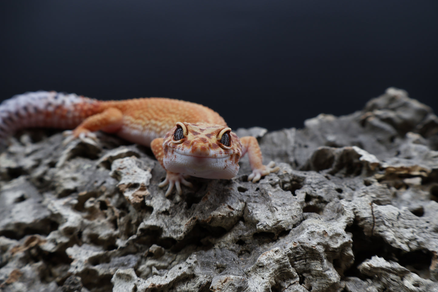 Female Mandarin Inferno 100% het Tremper Albino