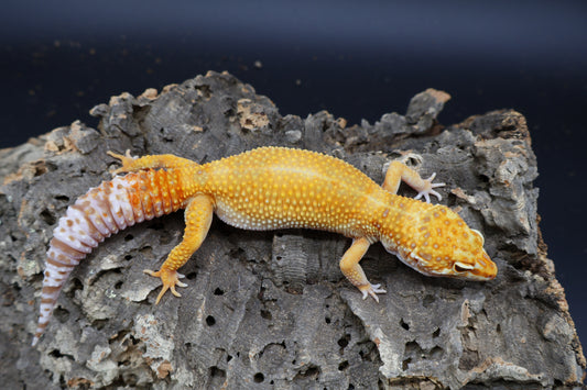 Female Mandarin Inferno Tremper Albino