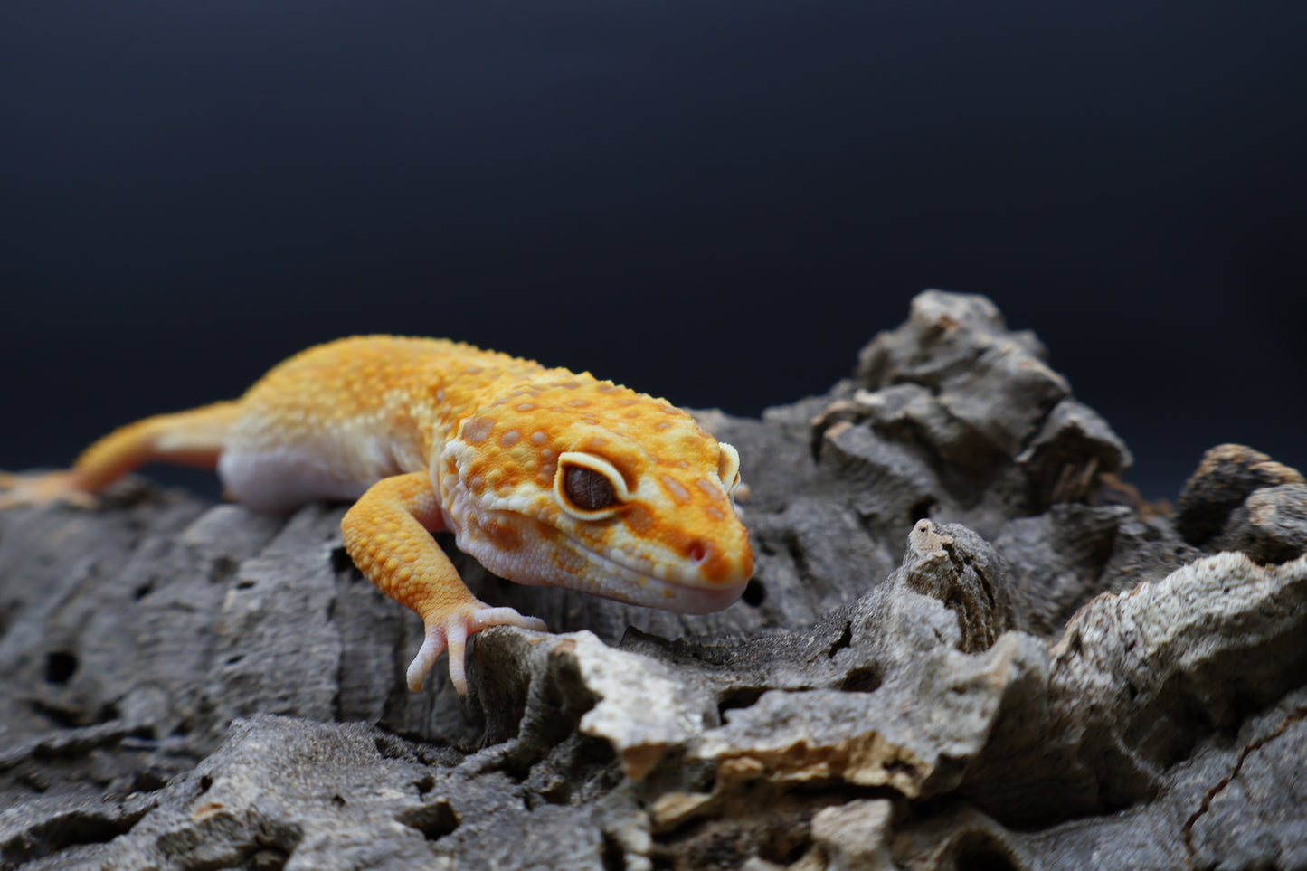 Female Mandarin Inferno Tremper Albino