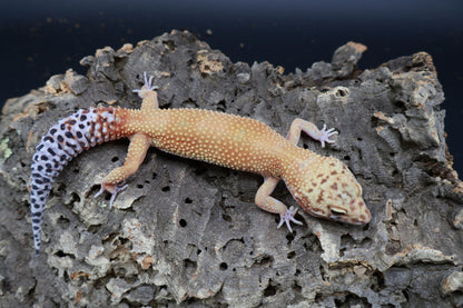 Female Mandarin Firebold pos. het Cipher