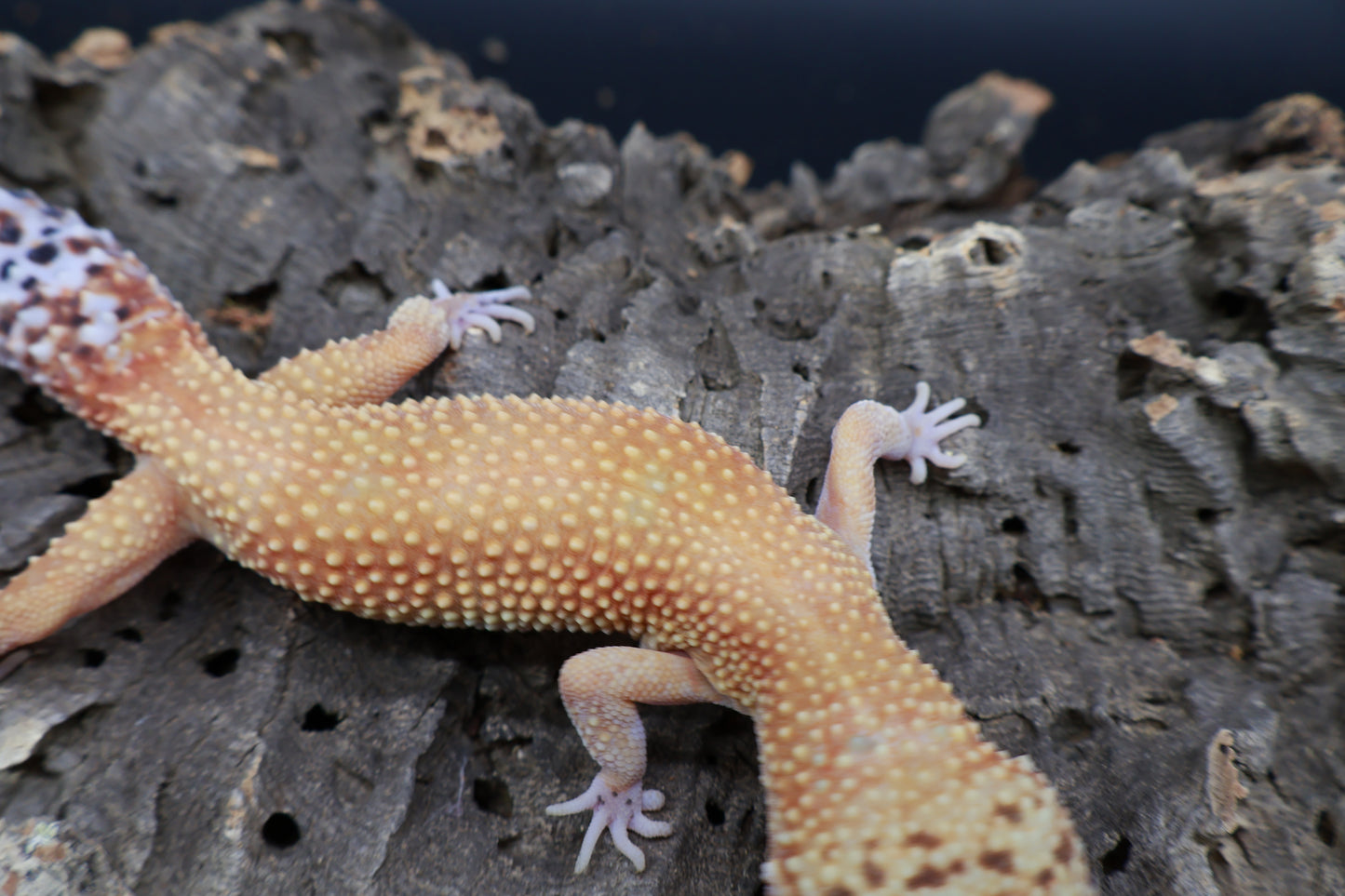 Female Mandarin Firebold pos. het Cipher