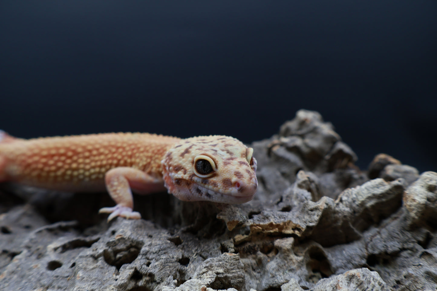 Female Mandarin Firebold pos. het Cipher