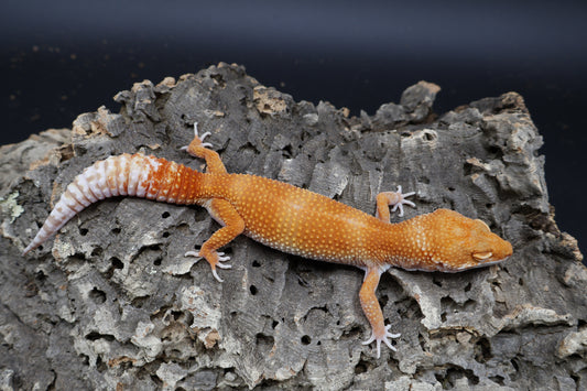Female Mandarin Inferno Tremper Albino