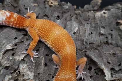 Female Mandarin Inferno Tremper Albino