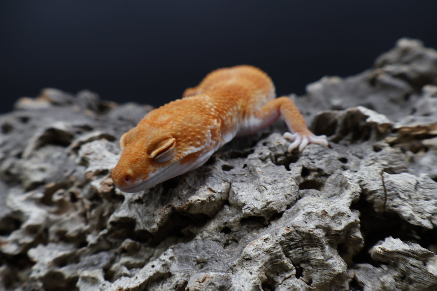 Female Mandarin Inferno Tremper Albino