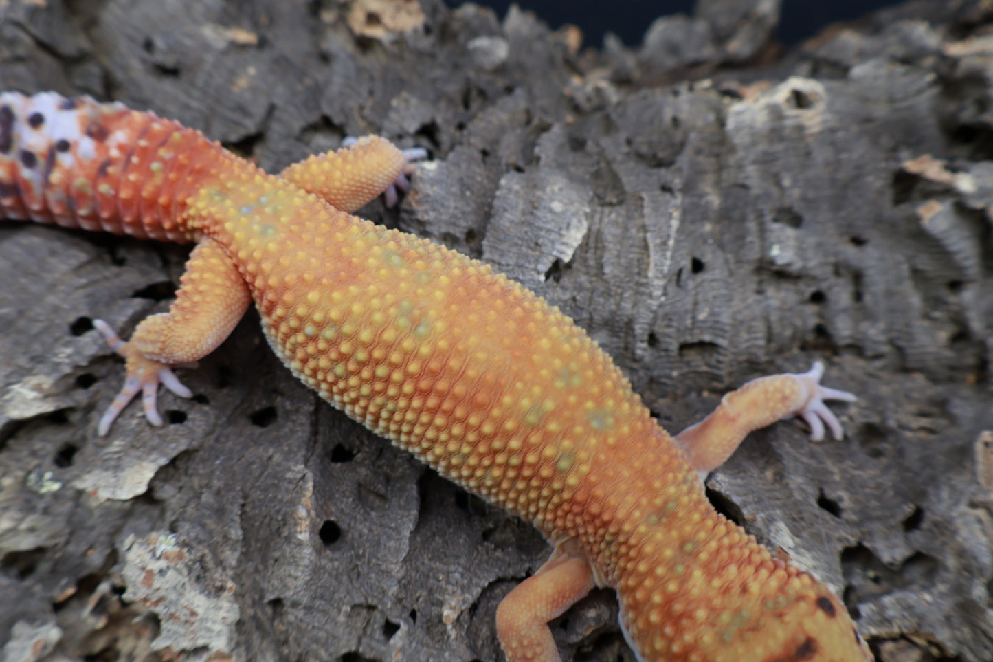 Female Mandarin Inferno Clown