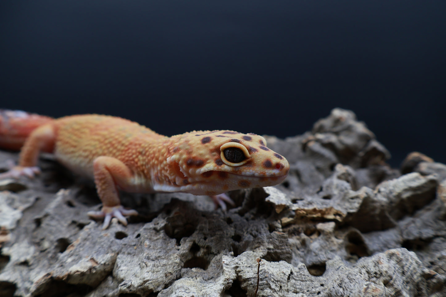 Female Mandarin Inferno Clown
