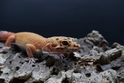 Female Mandarin Inferno Clown