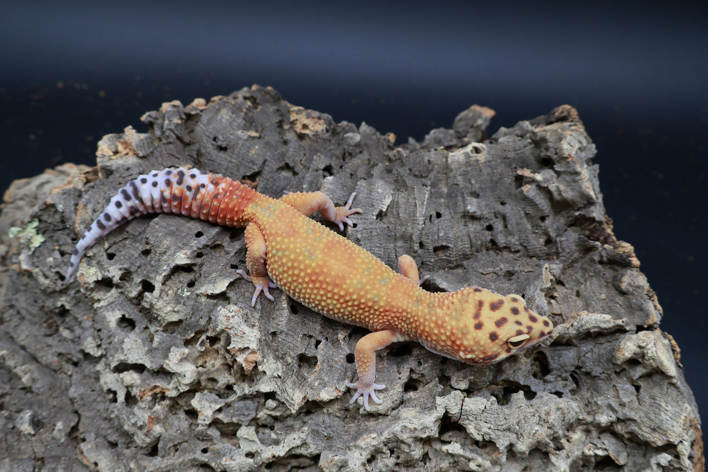 Female Mandarin Inferno Clown