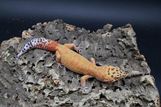 Female Mandarin Inferno Clown