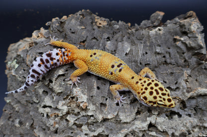 Female Mandarin Inferno Bold Fasciolatus 100% het Tremper Albino