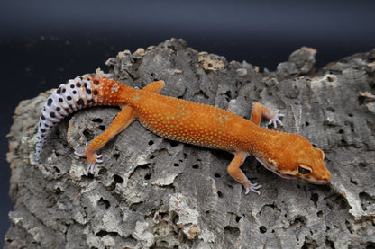 Female Mandarin Inferno