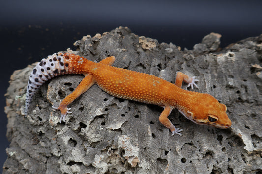 Female Mandarin Inferno