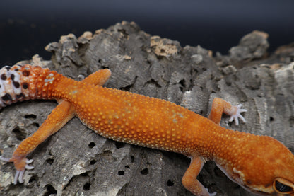 Female Mandarin Inferno