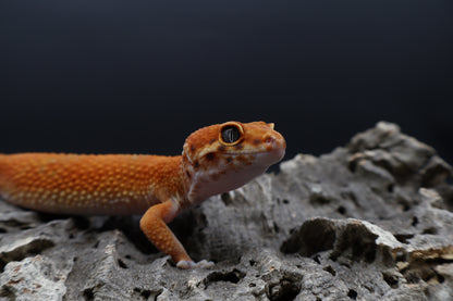 Female Mandarin Inferno
