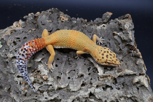 Female Giant Mandarin Inferno Blood Emerine