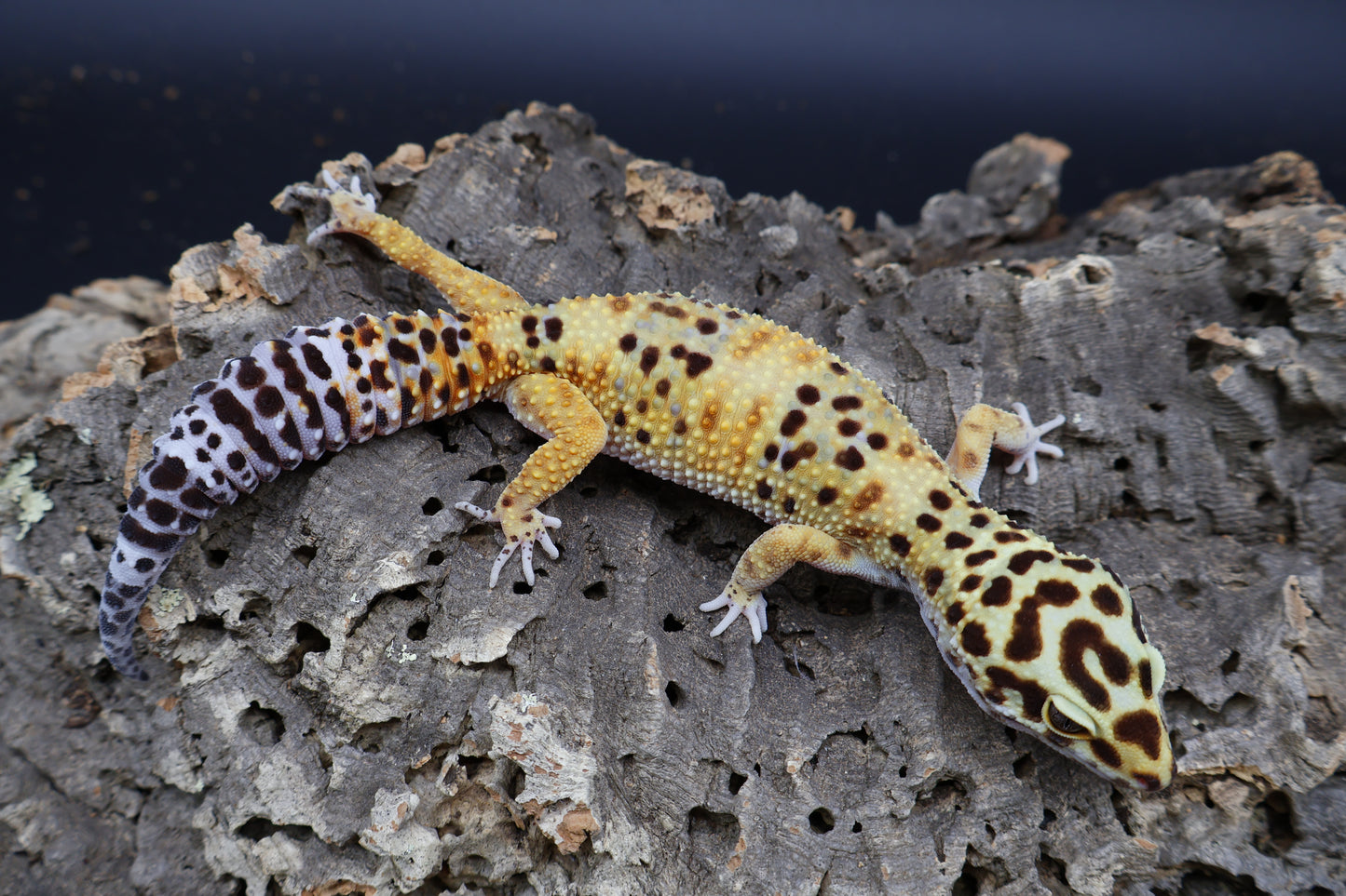 Female Super Giant Blood 100% het RADAR (Bell Albino + Eclipse)