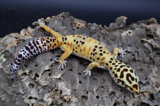 Female Super Giant Blood 100% het RADAR (Bell Albino + Eclipse)