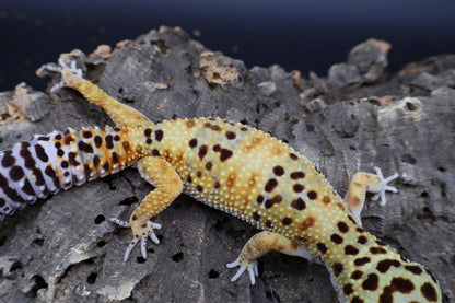 Female Super Giant Blood 100% het RADAR (Bell Albino + Eclipse)