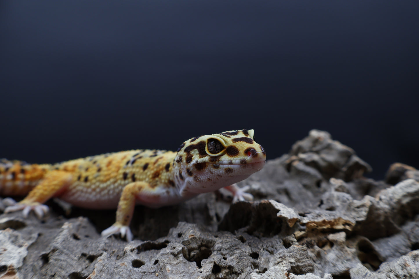 Female Super Giant Blood 100% het RADAR (Bell Albino + Eclipse)