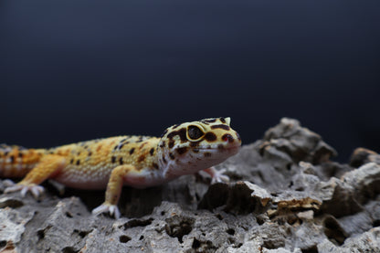 Female Super Giant Blood 100% het RADAR (Bell Albino + Eclipse)