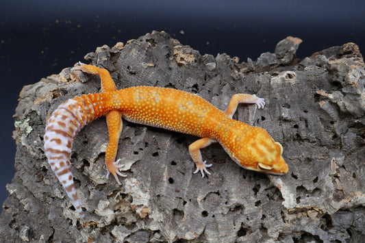 Female Mandarin Bold Tremper Albino pos. W&Y