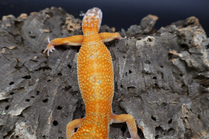 Female Mandarin Bold Tremper Albino pos. W&Y