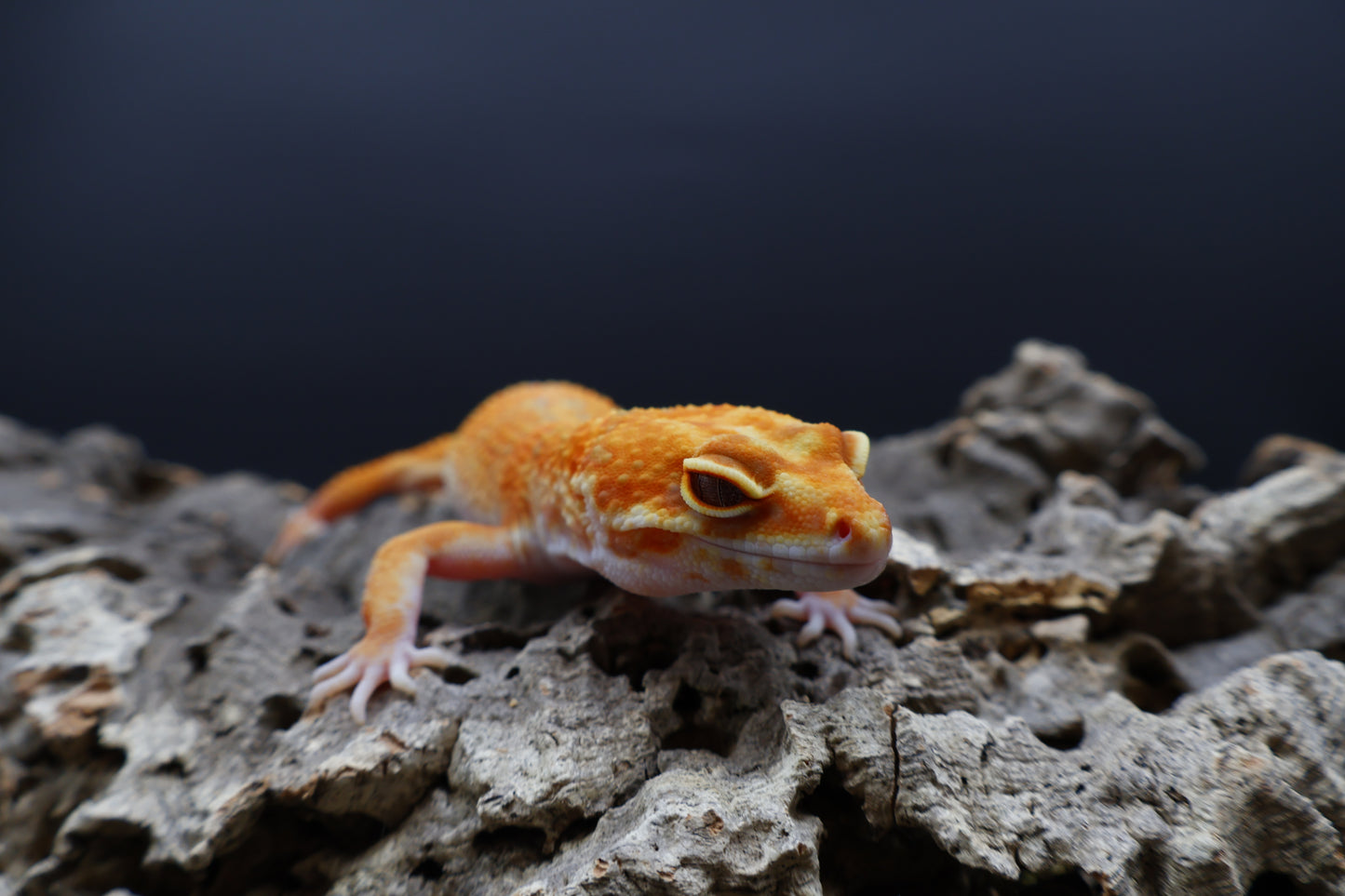 Female Mandarin Bold Tremper Albino pos. W&Y