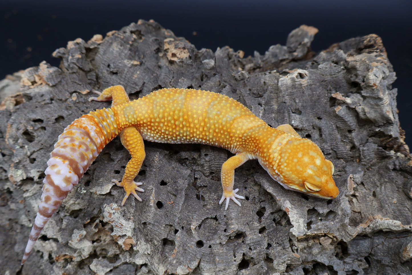 Female Mandarin Inferno Bold Tremper Albino pos. W&Y