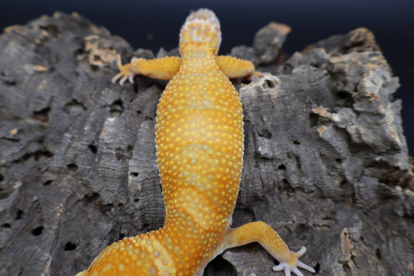 Female Mandarin Inferno Bold Tremper Albino pos. W&Y