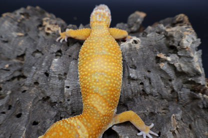 Female Mandarin Inferno Bold Tremper Albino pos. W&Y