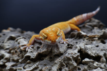 Female Mandarin Inferno Bold Tremper Albino pos. W&Y