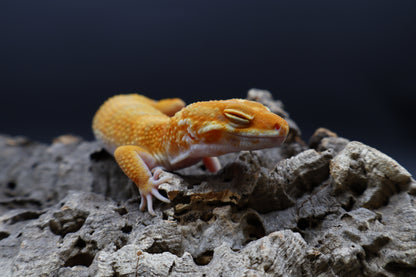 Female Mandarin Inferno Bold Tremper Albino pos. W&Y