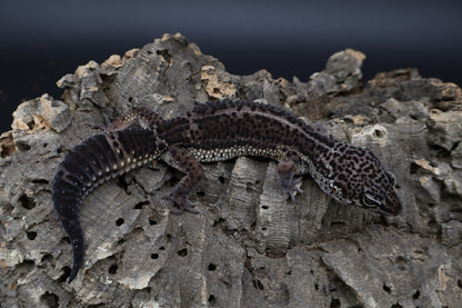 Female Black Night (A-Tier) - FREE SHIPPING