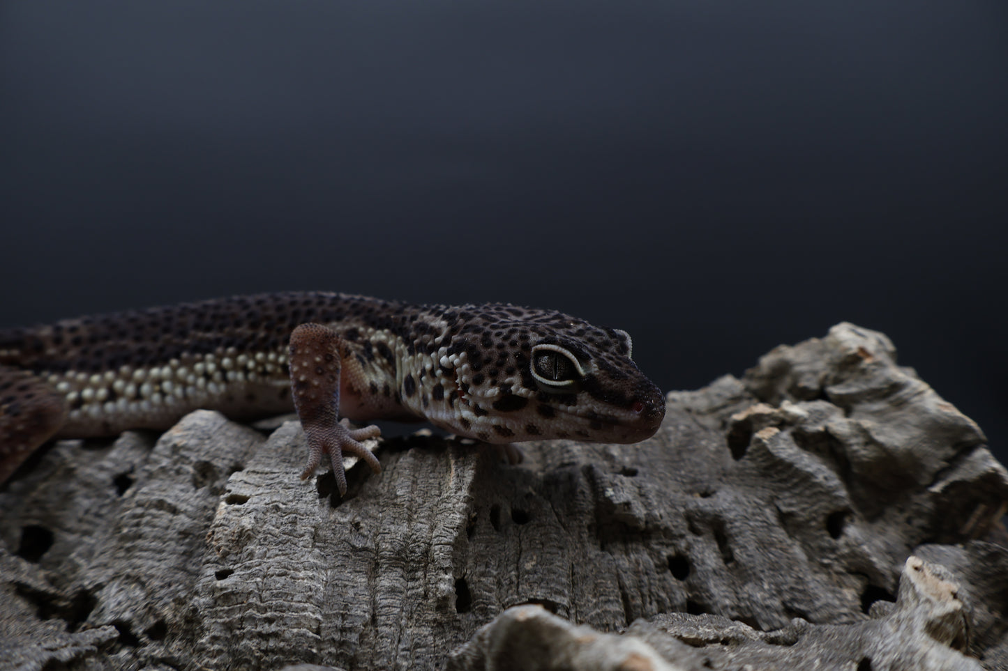 Female Black Night (A-Tier) - FREE SHIPPING