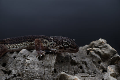 Female Black Night (A-Tier) - FREE SHIPPING