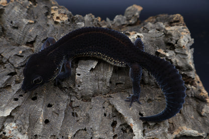 Female Black Night (S-Tier) - FREE SHIPPING