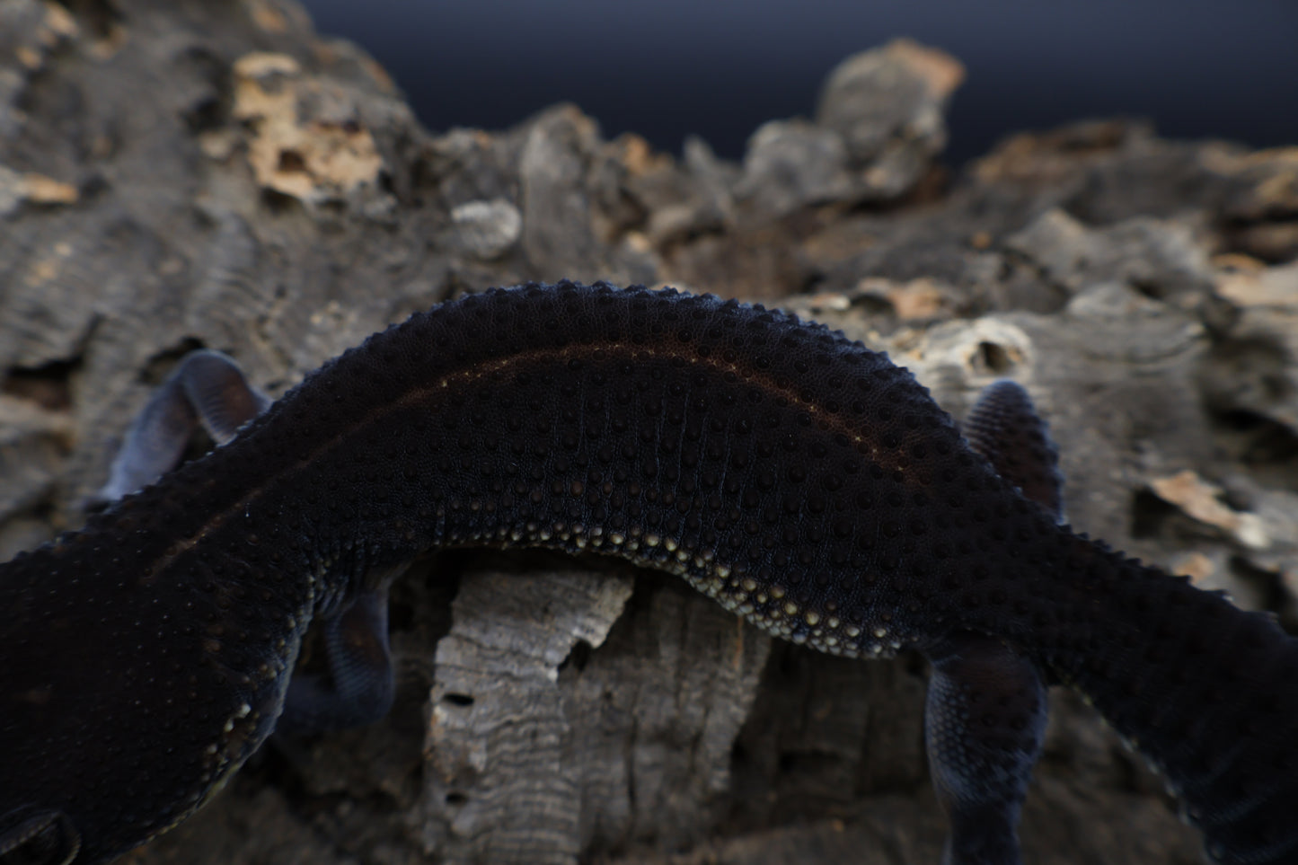 Female Black Night (S-Tier) - FREE SHIPPING