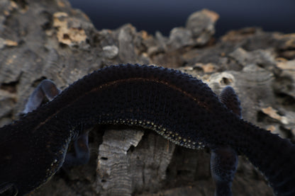 Female Black Night (S-Tier) - FREE SHIPPING