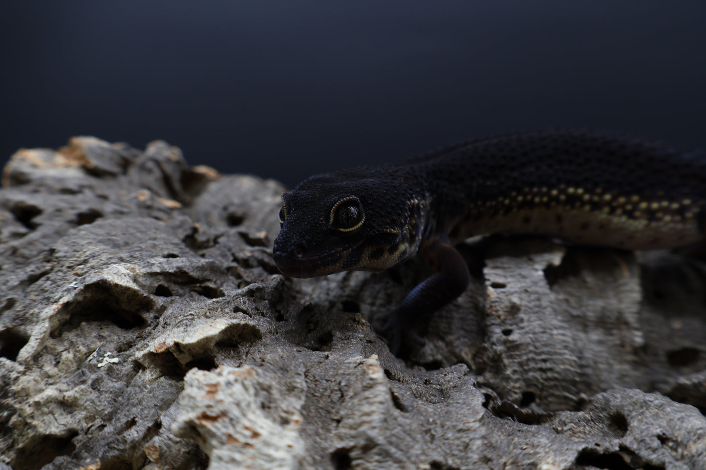 Female Black Night (S-Tier) - FREE SHIPPING