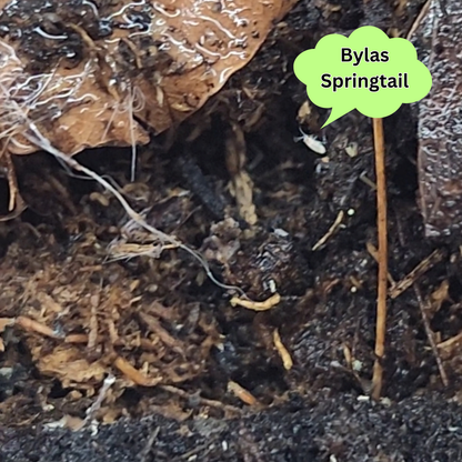 Isopod & Springtail Culture (large)