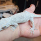 Orange Blotched Gargoyle Gecko