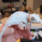 Red Striped/Blotched Gargoyle Gecko (Beautiful Reds)