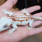 Orange Blotched/Striped Gargoyle Gecko