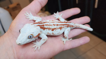 Red Stripe Reticulated Gargoyle Gecko (Interesting Looking!)