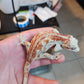 6 Stripe Red Stripe/Blotched Gargoyle Gecko (Heavy Pattern Lineage!)