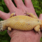 Super Hypo Bold Emerine ph RAPTOR