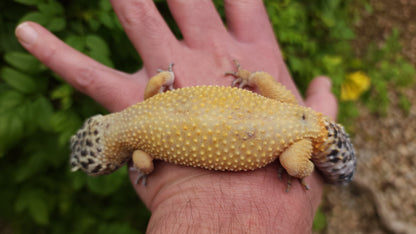 Super Hypo Bold Emerine ph RAPTOR